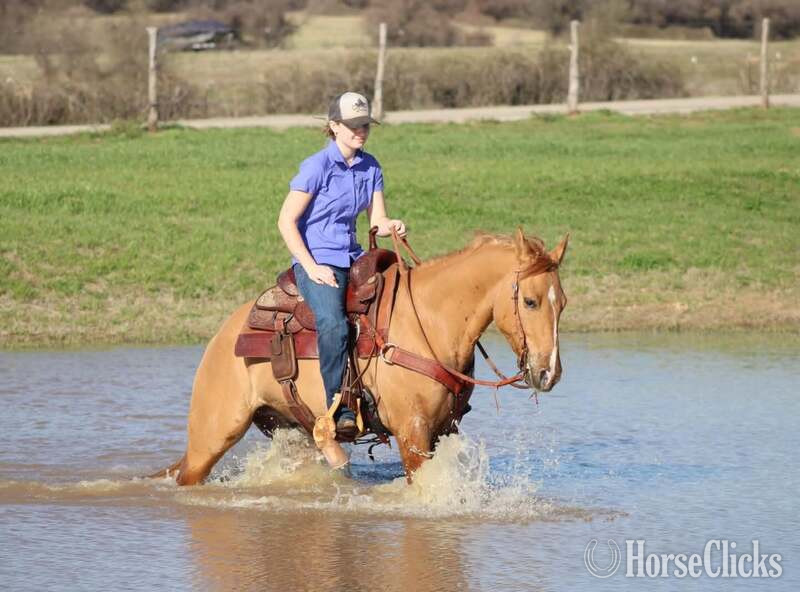 Texas "Kenobi" Dun Gelding Quarter Horse
