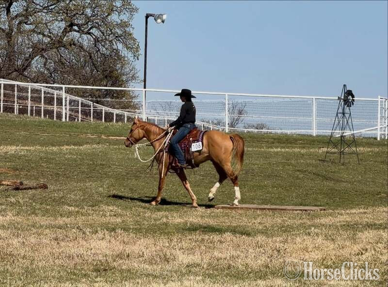 "Kenobi" Dun Gelding Quarter Horse - Quarter Horse in Texas