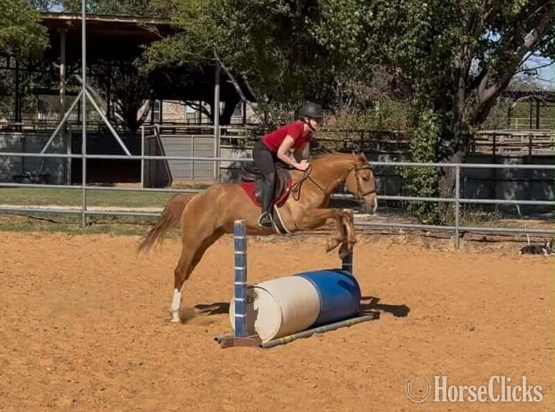 "Kenobi" Dun Gelding Quarter Horse - Quarter Horse