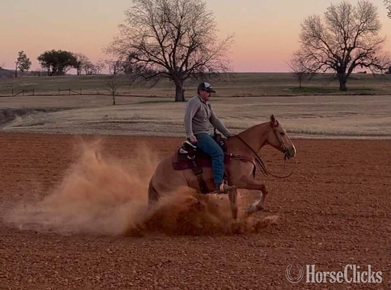 "Kenobi" Dun Gelding Quarter Horse Texas