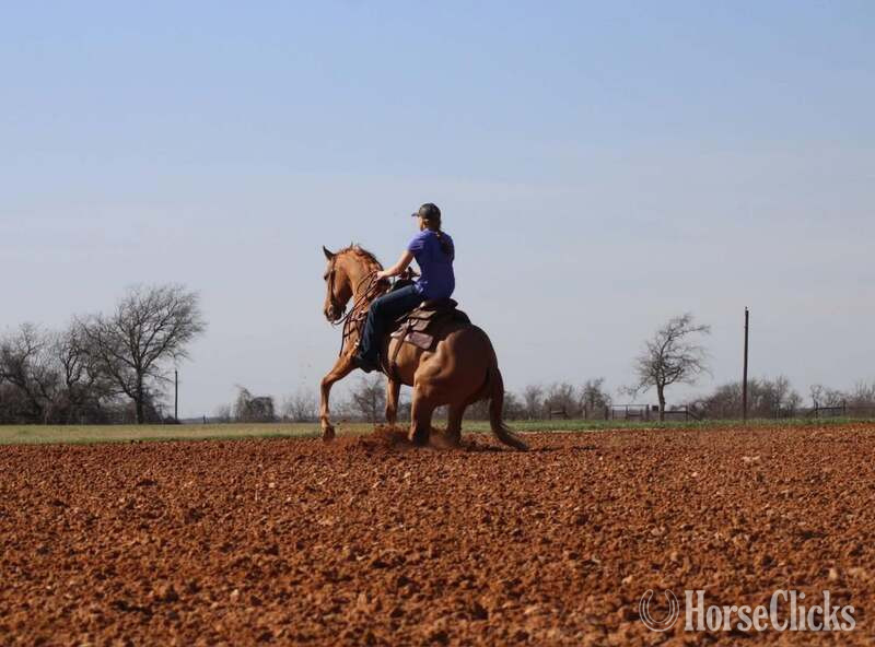 Quarter Horse - "Kenobi" Dun Gelding Quarter Horse in Texas