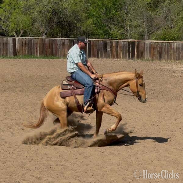 Quarter Horse - "Kenobi" Dun Gelding Quarter Horse