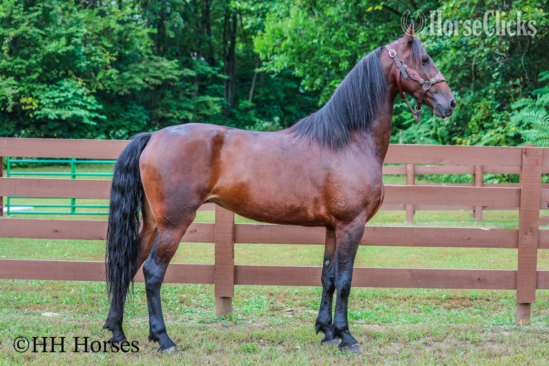 "SECOND WIND" Bay Mare Friesian - Friesian in Kentucky