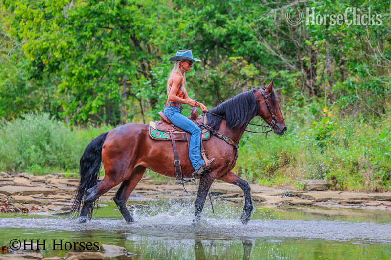 Friesian - "SECOND WIND" Bay Mare Friesian in Kentucky
