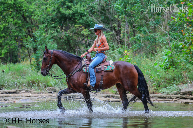 Friesian - "SECOND WIND" Bay Mare Friesian