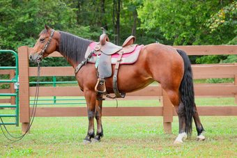 "SANDY" Bay Mare Quarter Horse