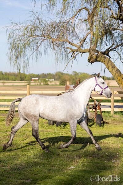 "Majestad RDL" Grey Mare Andalusian in Texas
