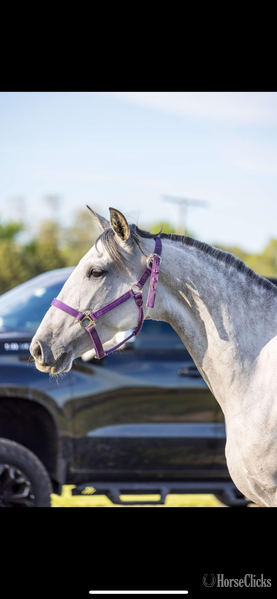 "Majestad RDL" Grey Mare Andalusian