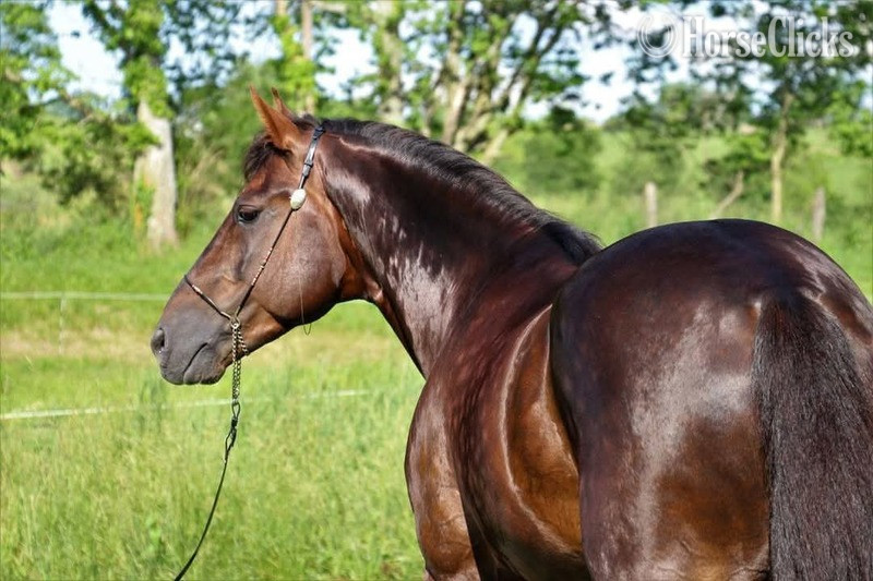 Other 15hh Rocky Mountain Stallion - Rocky Mountain