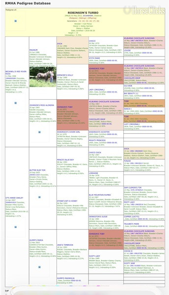 Other 15hh Rocky Mountain Stallion