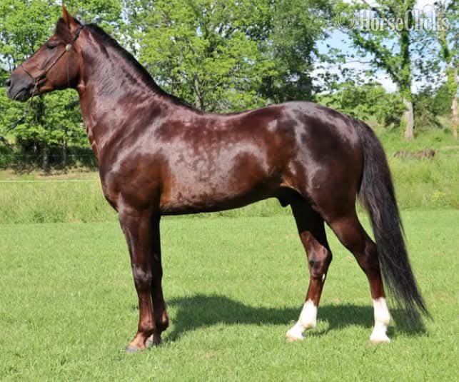 Kentucky Other 15hh Rocky Mountain Stallion