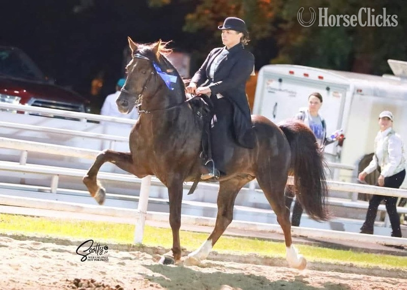 Other 15hh Rocky Mountain Stallion - Rocky Mountain in Kentucky