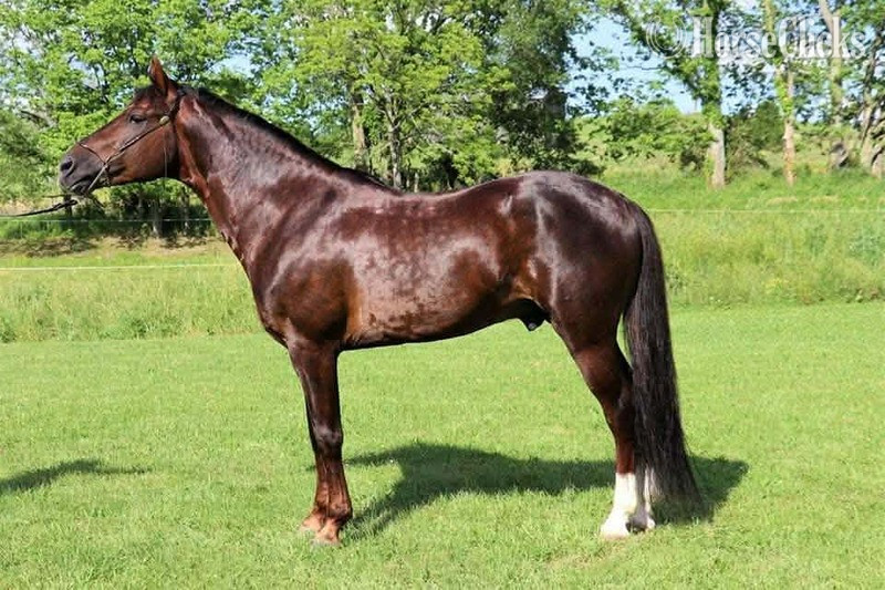 Other 15hh Rocky Mountain Stallion Kentucky
