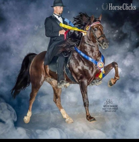 Other 15hh Rocky Mountain Stallion in Kentucky