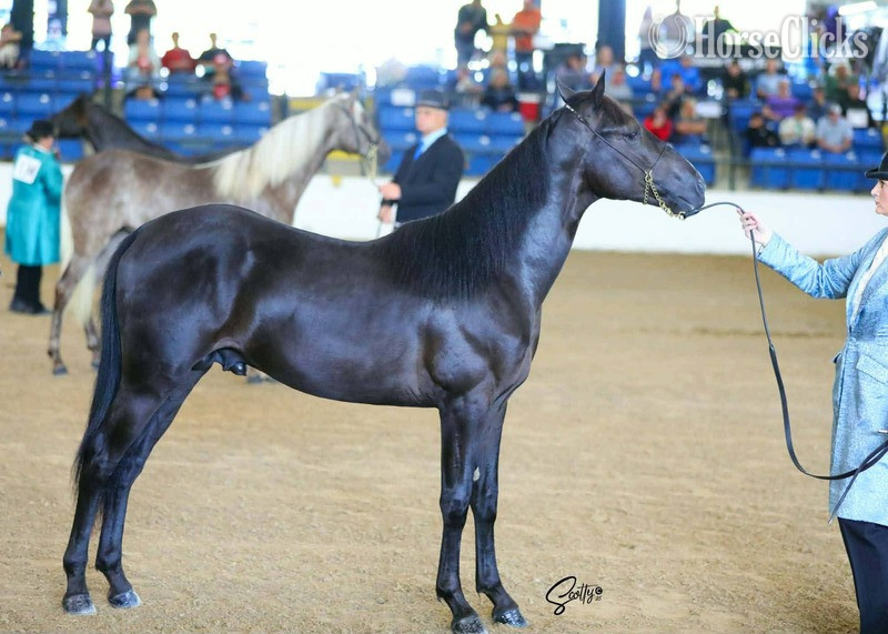 Rocky Mountain - Other 15hh Rocky Mountain Stallion in Kentucky