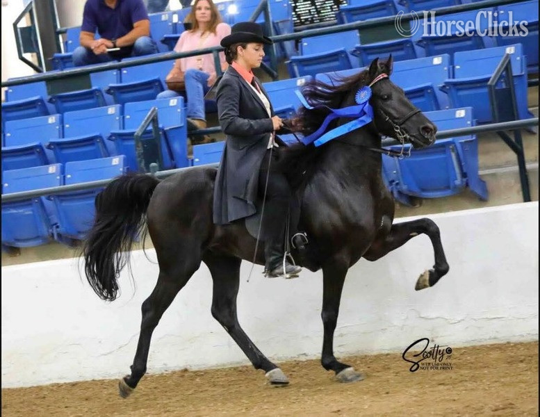 Rocky Mountain - Other 15hh Rocky Mountain Stallion