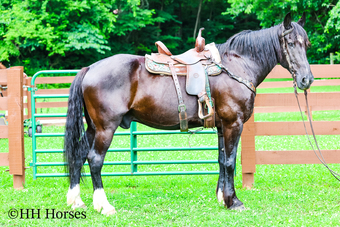 "BLACK VIPER" Black Gelding Warmblood