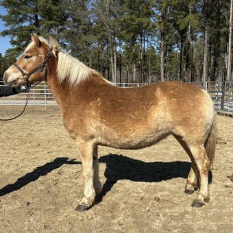 "Haflinger" Palomino Mare Haflinger