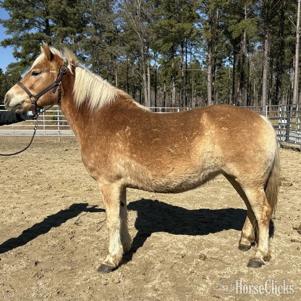 "Haflinger" Palomino Mare Haflinger in North Carolina