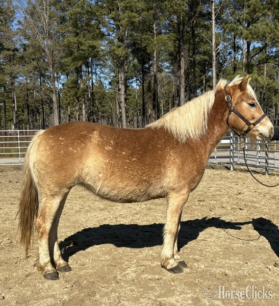 "Haflinger" Palomino Mare Haflinger