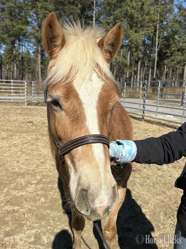 North Carolina "Haflinger" Palomino Mare Haflinger