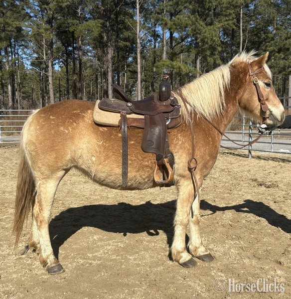 "Haflinger" Palomino Mare Haflinger - Haflinger in North Carolina