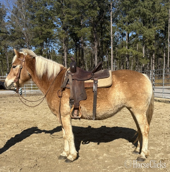 "Haflinger" Palomino Mare Haflinger - Haflinger