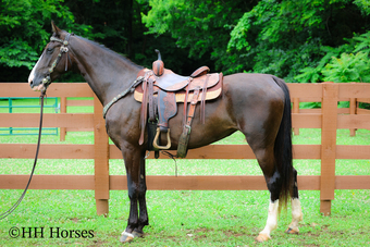 "MIDNIGHT CHROME" Black Mare Kentucky Mountain