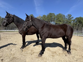 "Team" Black Gelding Percheron