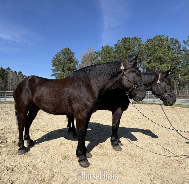 "Team" Black Gelding Percheron