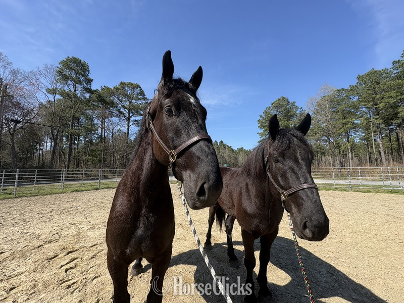 North Carolina "Team" Black Gelding Percheron