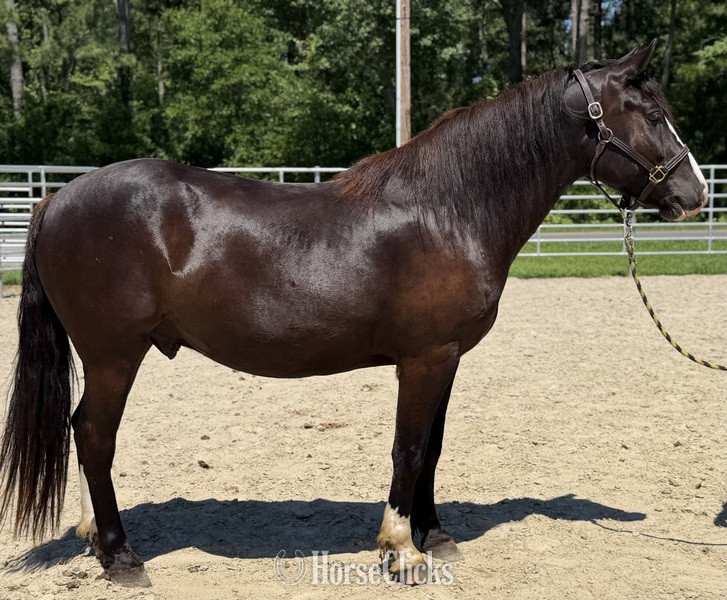 "Rex" Black Gelding Quarter Horse