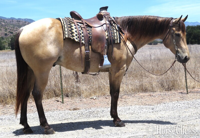 "SILVERWOODVALENTINO" Buckskin Gelding Quarter Horse in California