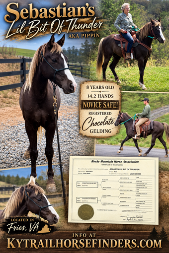 "Sebastians Bit Of Thunder Pippin" Chocolate Gelding Rocky Mountain