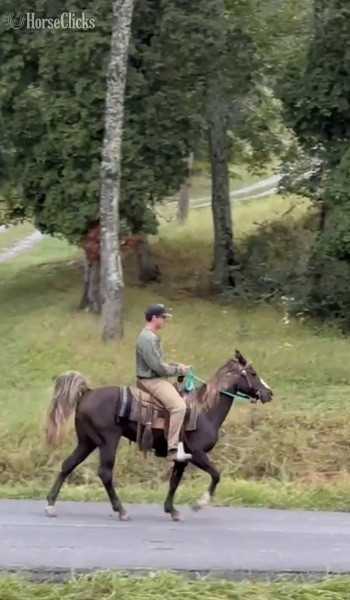 "Sebastian?s Bit Of Thunder ?Pippin?" Chocolate Gelding Rocky Mountain