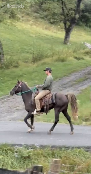 Kentucky "Sebastian?s Bit Of Thunder ?Pippin?" Chocolate Gelding Rocky Mountain