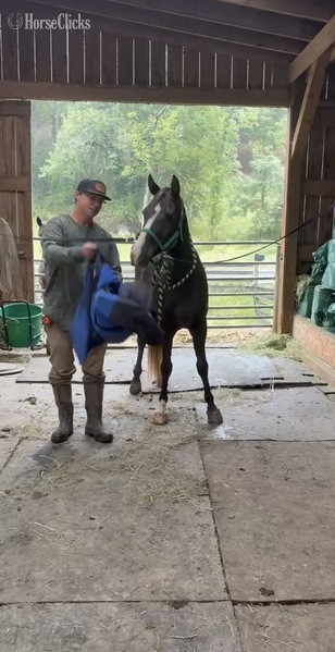 "Sebastian?s Bit Of Thunder ?Pippin?" Chocolate Gelding Rocky Mountain - Rocky Mountain in Kentucky