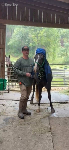 "Sebastian?s Bit Of Thunder ?Pippin?" Chocolate Gelding Rocky Mountain - Rocky Mountain