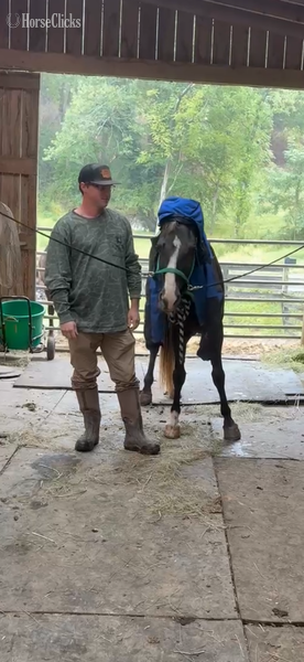 Rocky Mountain - "Sebastian?s Bit Of Thunder ?Pippin?" Chocolate Gelding Rocky Mountain in Kentucky