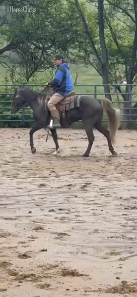 Rocky Mountain - "Sebastian?s Bit Of Thunder ?Pippin?" Chocolate Gelding Rocky Mountain