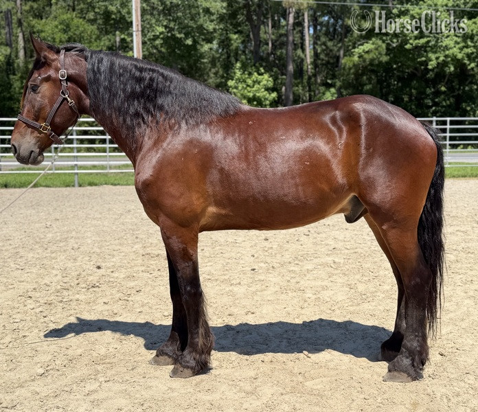 "Bay" Bay Gelding Belgian in North Carolina