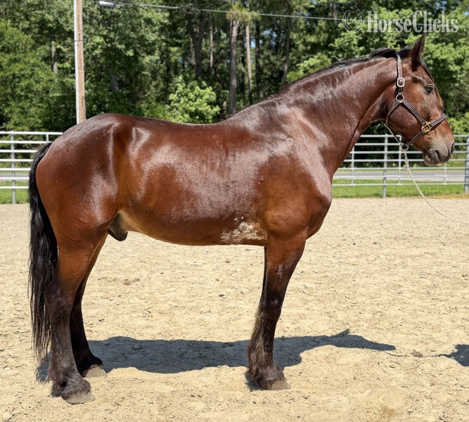 "Bay" Bay Gelding Belgian