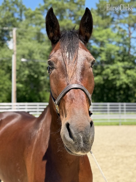 North Carolina "Bay" Bay Gelding Belgian