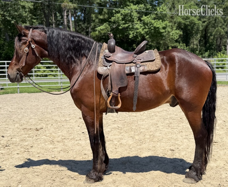 "Bay" Bay Gelding Belgian - Belgian in North Carolina