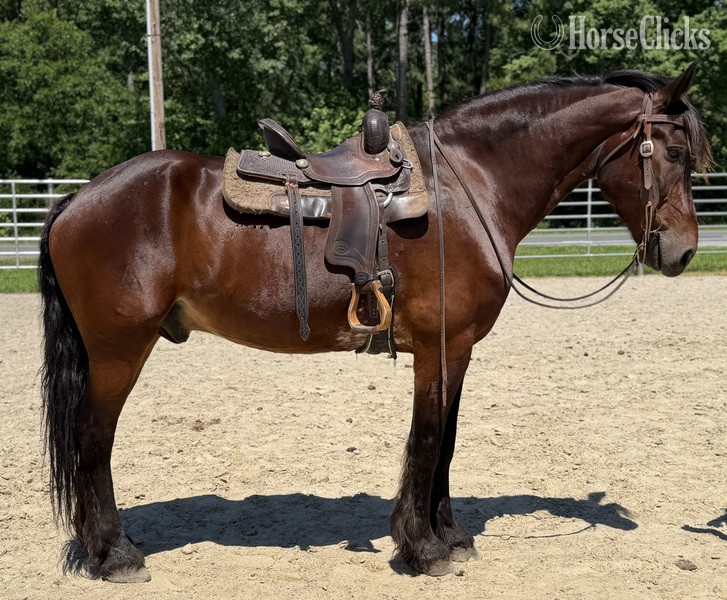 "Bay" Bay Gelding Belgian - Belgian