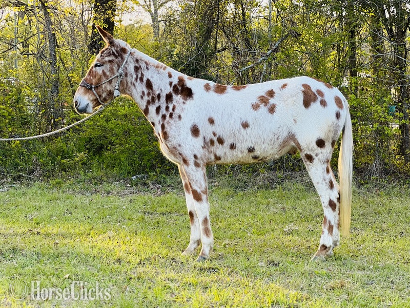 "Bingo" White Gelding Mule in South Carolina