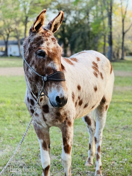 "Bingo" White Gelding Mule