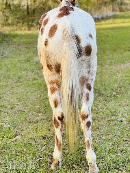 "Bingo" White Gelding Mule - Mule in South Carolina