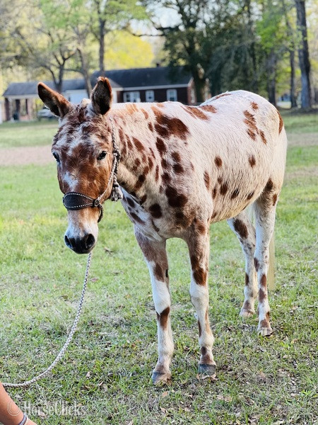 Mule - "Bingo" White Gelding Mule in South Carolina