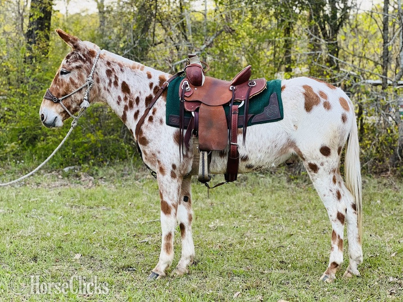 Mule - "Bingo" White Gelding Mule